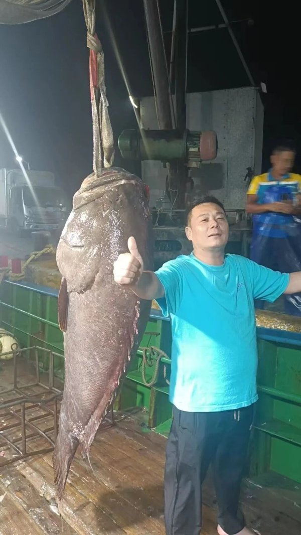 牛操盘 长1.8米、重250斤，福建一渔民捕获一条巨型石斑“鱼王”，卖出了34500元